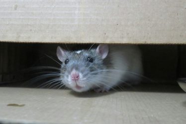 Combattre efficacement les rats dans les entrepôts et les usines