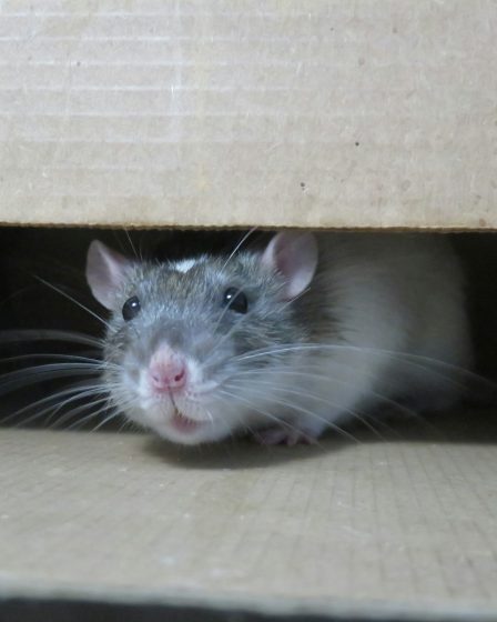 Combattre efficacement les rats dans les entrepôts et les usines