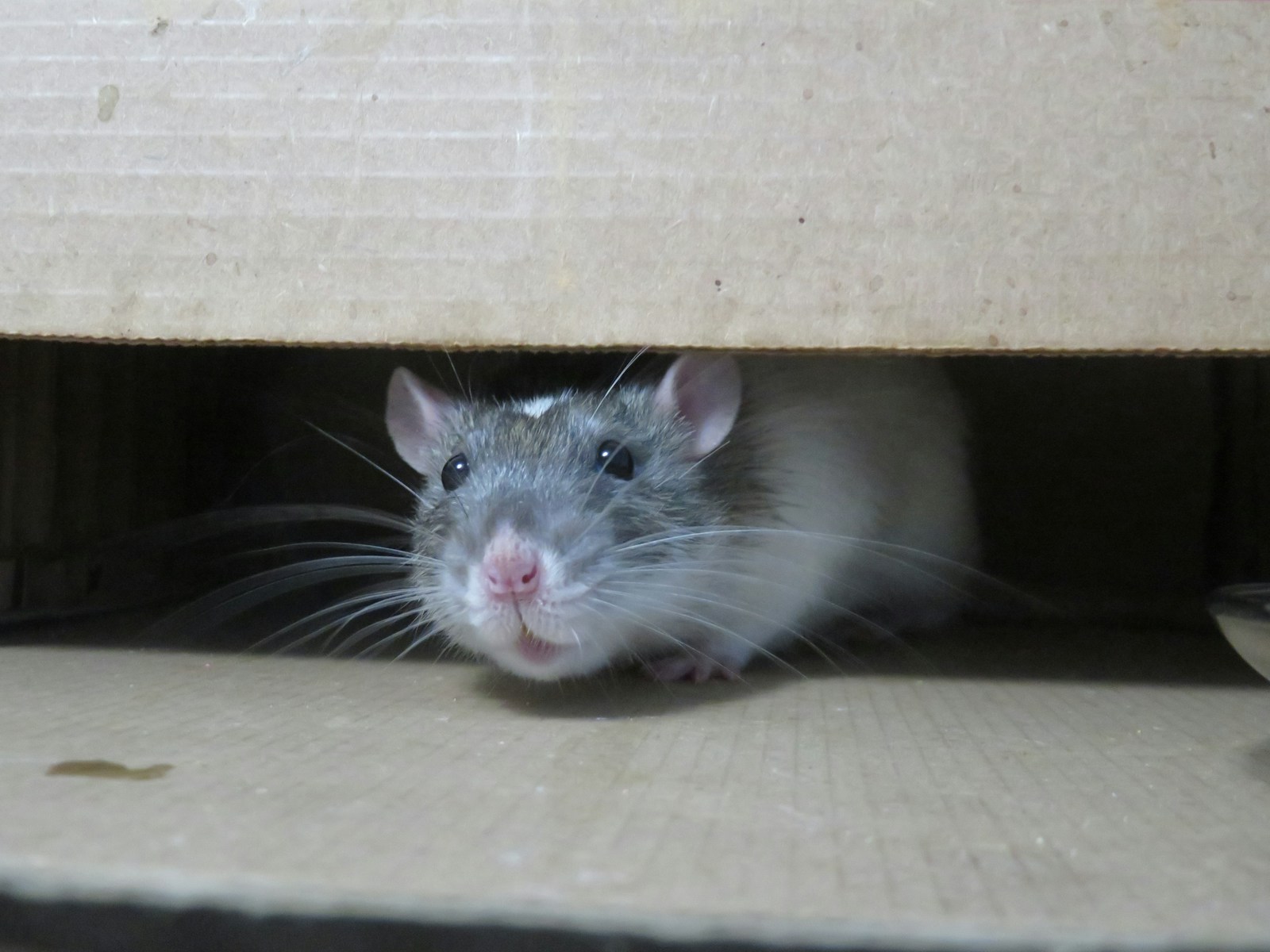 Combattre efficacement les rats dans les entrepôts et les usines