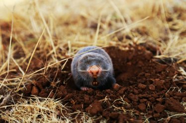 Les taupes dans le jardin : méthodes de contrôle efficaces