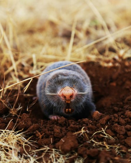 Les taupes dans le jardin : méthodes de contrôle efficaces