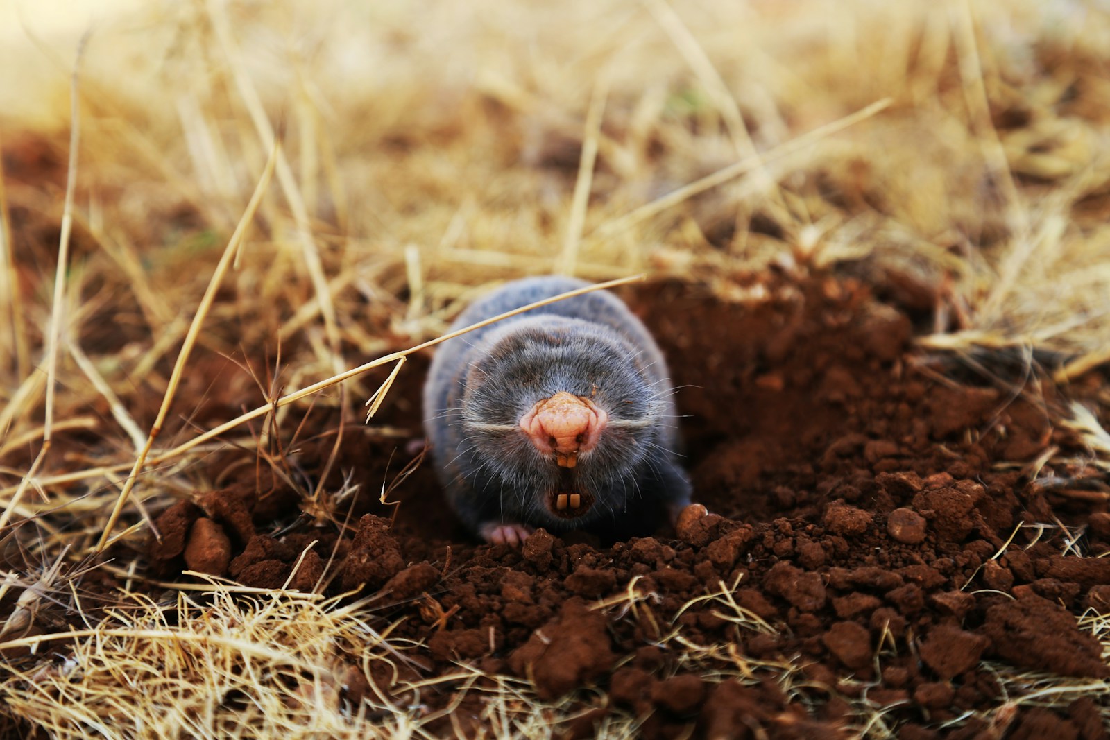 Les taupes dans le jardin : méthodes de contrôle efficaces