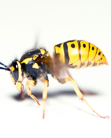 L'impact des frelons asiatiques sur l'apiculture et les mesures de sécurité