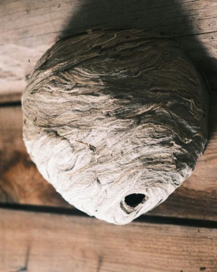 Comment la destruction nid de guêpes Lyon est réalisée par les experts