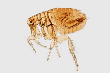 Les puces : traitement et prévention dans les habitats