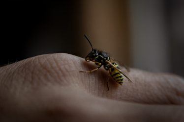 comprenez le cycle de vie de la guêpe pour mieux gérer les infestations