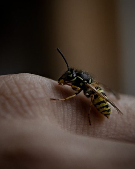 comprenez le cycle de vie de la guêpe pour mieux gérer les infestations