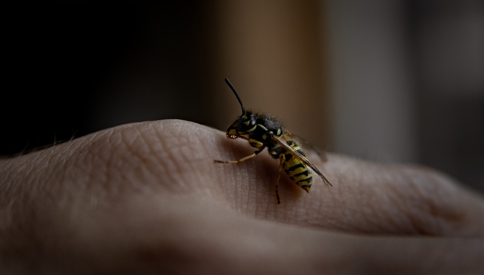 comprenez le cycle de vie de la guêpe pour mieux gérer les infestations