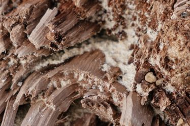 Les termites souterrains vs les termites de bois sec : comprendre les différences
