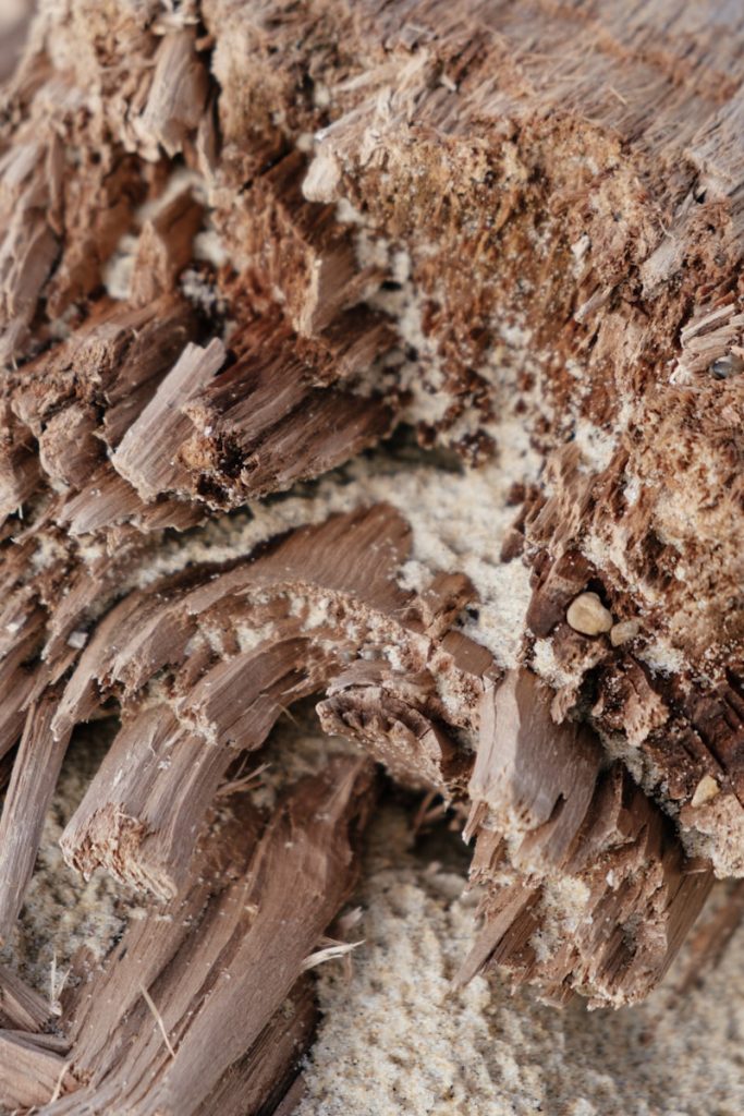 Les termites souterrains vs les termites de bois sec : comprendre les différences