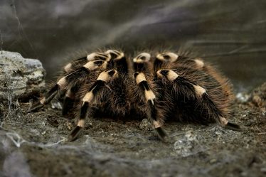 Araignées domestiques : éloigner sans nuire