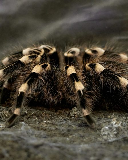 Araignées domestiques : éloigner sans nuire