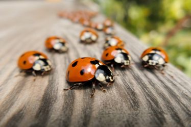 Les dangers des coccinelles asiatiques : invasion silencieuse dans nos habitations