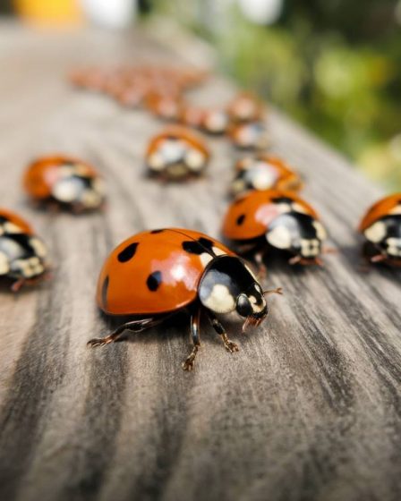 Les dangers des coccinelles asiatiques : invasion silencieuse dans nos habitations