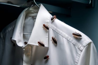 Les mites textiles : comment s’en débarrasser et protéger vos vêtements