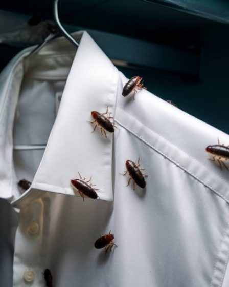 Les mites textiles : comment s’en débarrasser et protéger vos vêtements