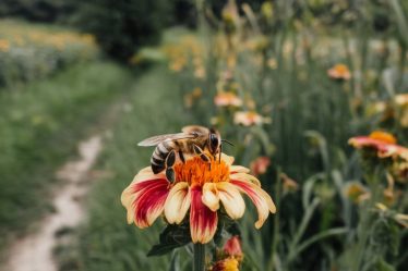 "Insectes pollinisateurs : leur rôle crucial et comment les protéger face aux nuisibles"