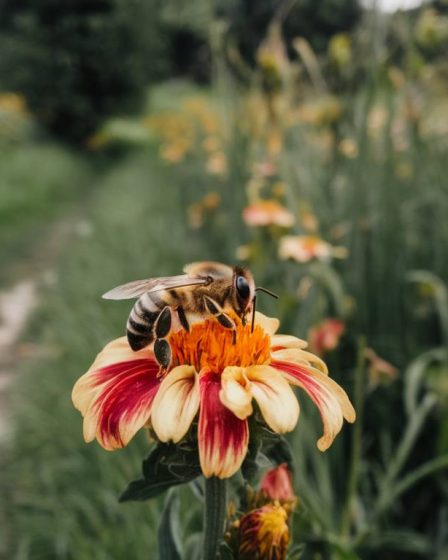 "Insectes pollinisateurs : leur rôle crucial et comment les protéger face aux nuisibles"