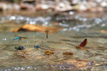 Les insectes aquatiques : diversité, rôles écologiques et gestion des invasions