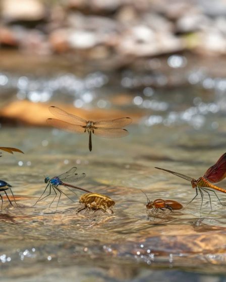 Les insectes aquatiques : diversité, rôles écologiques et gestion des invasions