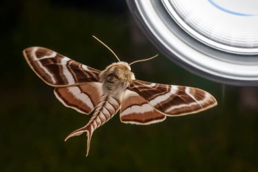 Les insectes nocturnes attirés par la lumière : comprendre le phénomène et limiter leur intrusion
