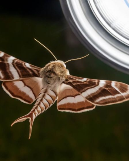 Les insectes nocturnes attirés par la lumière : comprendre le phénomène et limiter leur intrusion