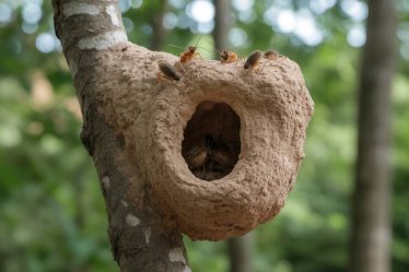 Comment détruire un nid de fourmis : techniques naturelles et professionnelles