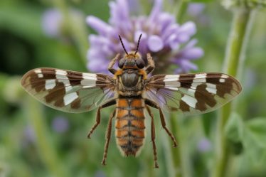 Comment éloigner naturellement les insectes des plantes d’intérieur sans produits chimiques