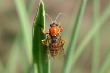 Comment prévenir et éliminer les insectes dans les greniers : guide complet pour une maison saine