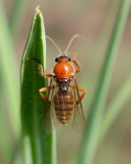 Comment prévenir et éliminer les insectes dans les greniers : guide complet pour une maison saine