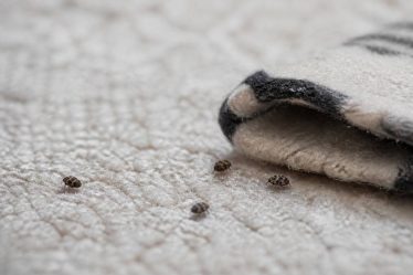 Anthrènes dans la maison : comment les reconnaître, les éliminer et protéger vos textiles et tapis