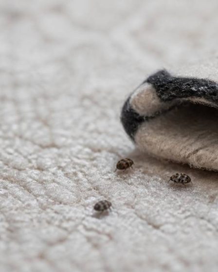 Anthrènes dans la maison : comment les reconnaître, les éliminer et protéger vos textiles et tapis