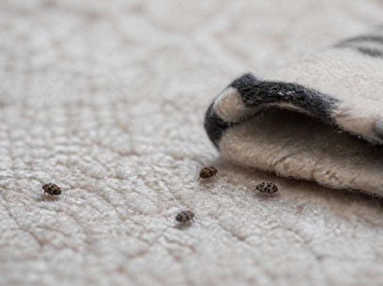 Anthrènes dans la maison : comment les reconnaître, les éliminer et protéger vos textiles et tapis