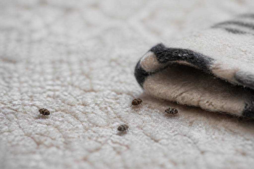 Anthrènes dans la maison : comment les reconnaître, les éliminer et protéger vos textiles et tapis