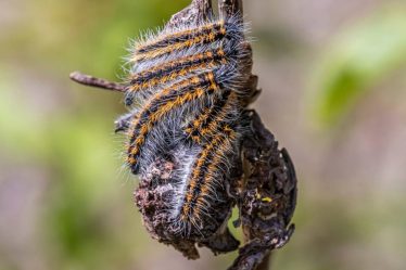 Chenille processionnaire à Lyon : signes d’infestation et solutions