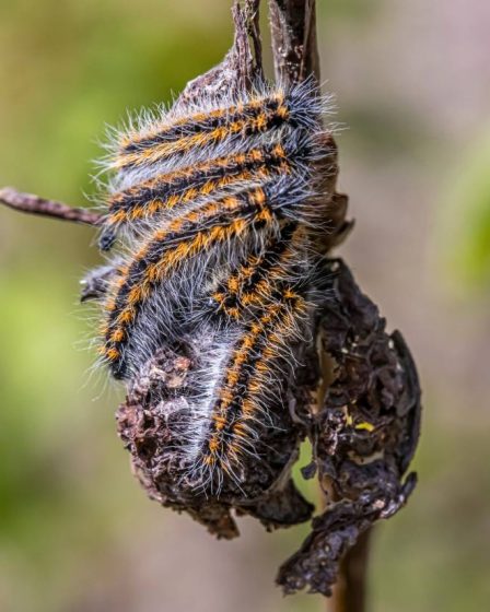 Chenille processionnaire à Lyon : signes d’infestation et solutions