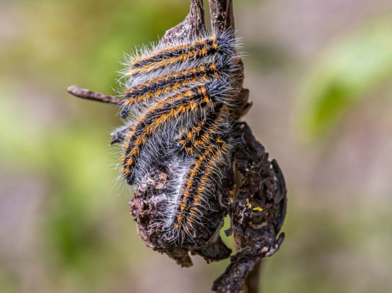 Chenille processionnaire à Lyon : signes d’infestation et solutions