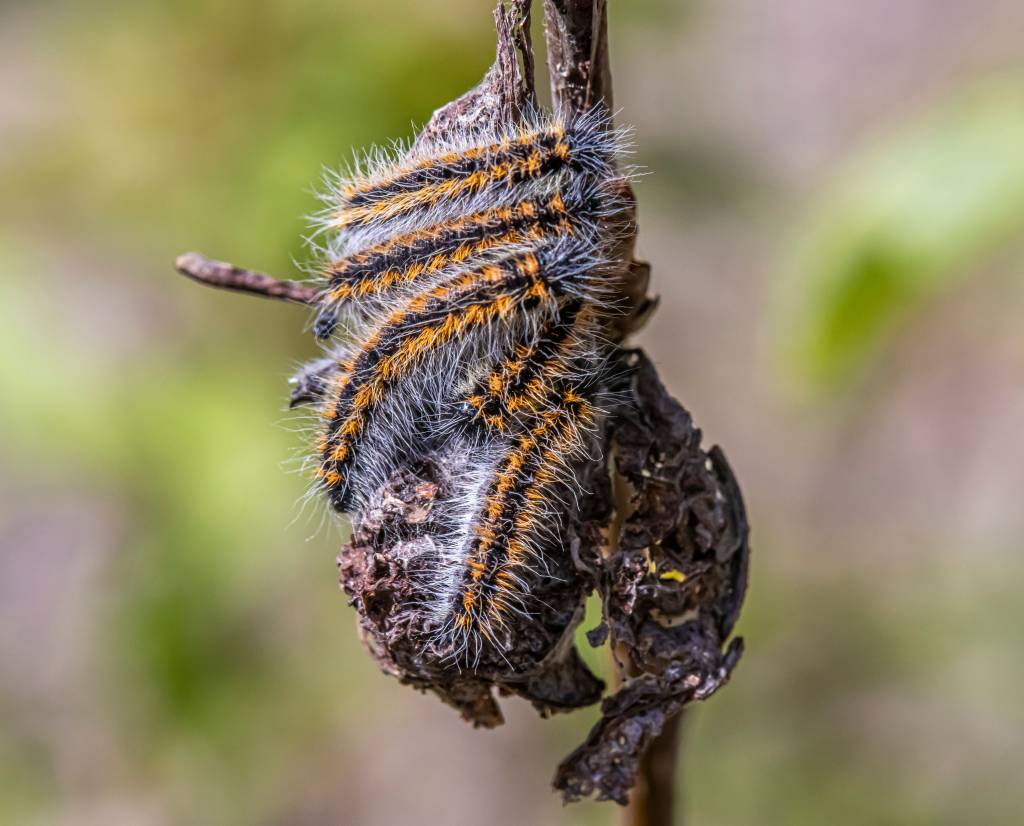 Chenille processionnaire à Lyon : signes d’infestation et solutions