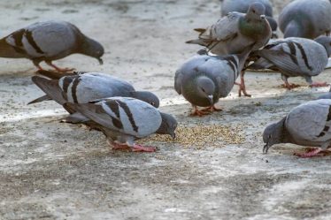 Pourquoi faire appel à une entreprise anti pigeon à toulon