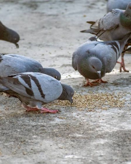 Pourquoi faire appel à une entreprise anti pigeon à toulon