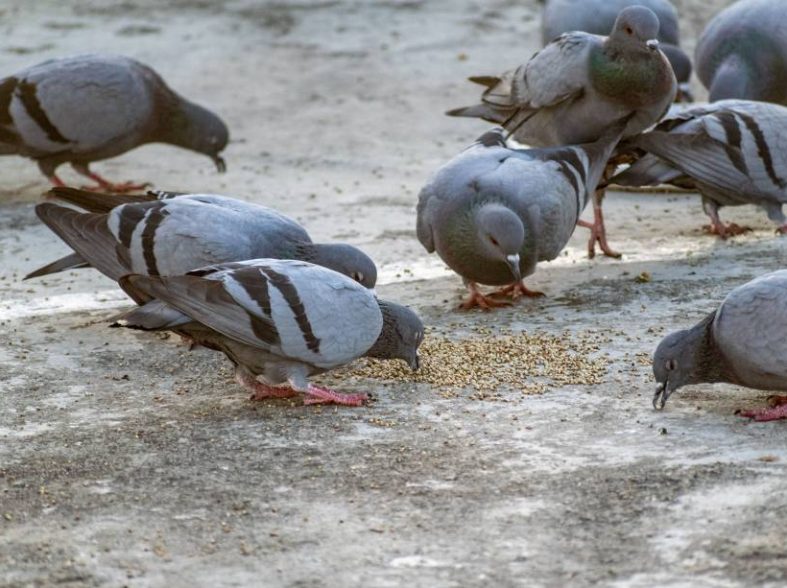 Pourquoi faire appel à une entreprise anti pigeon à toulon