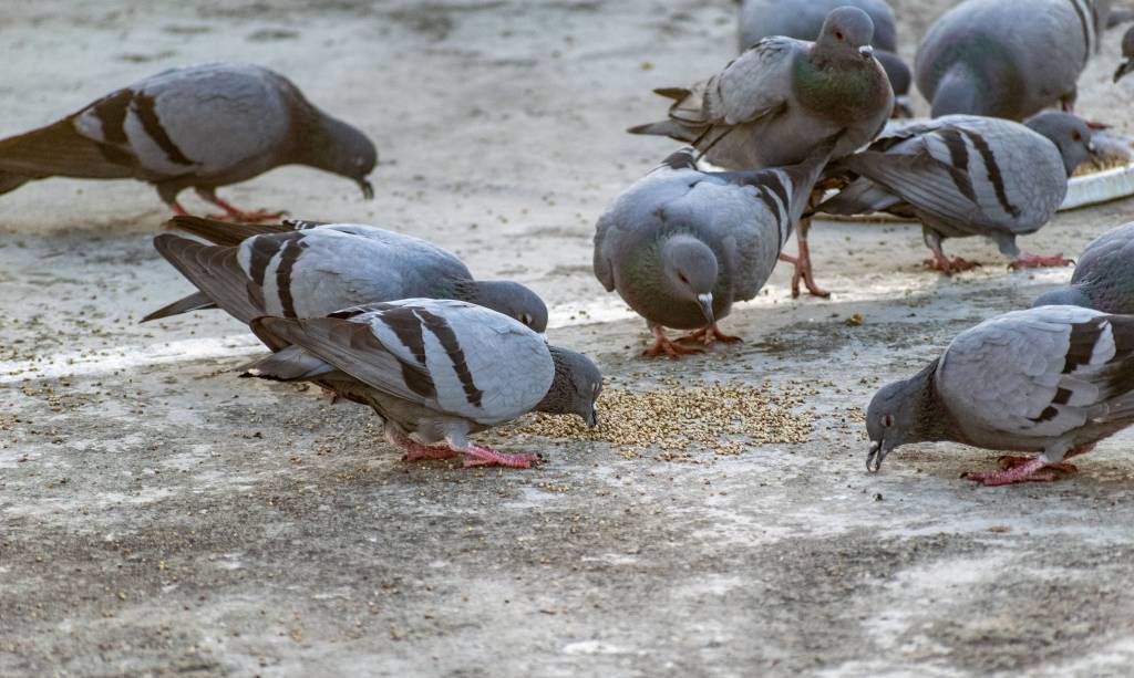 Pourquoi faire appel à une entreprise anti pigeon à toulon