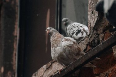 Dépigeonnage paris : comment protéger durablement votre immeuble