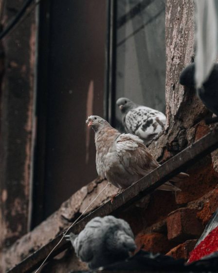 Dépigeonnage paris : comment protéger durablement votre immeuble