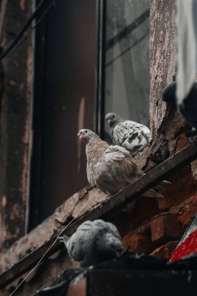 Dépigeonnage paris : comment protéger durablement votre immeuble