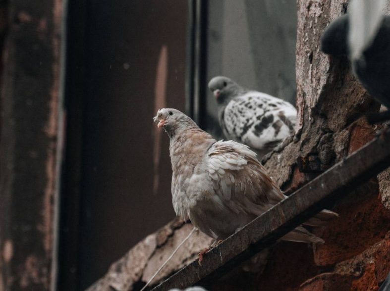 Dépigeonnage paris : comment protéger durablement votre immeuble