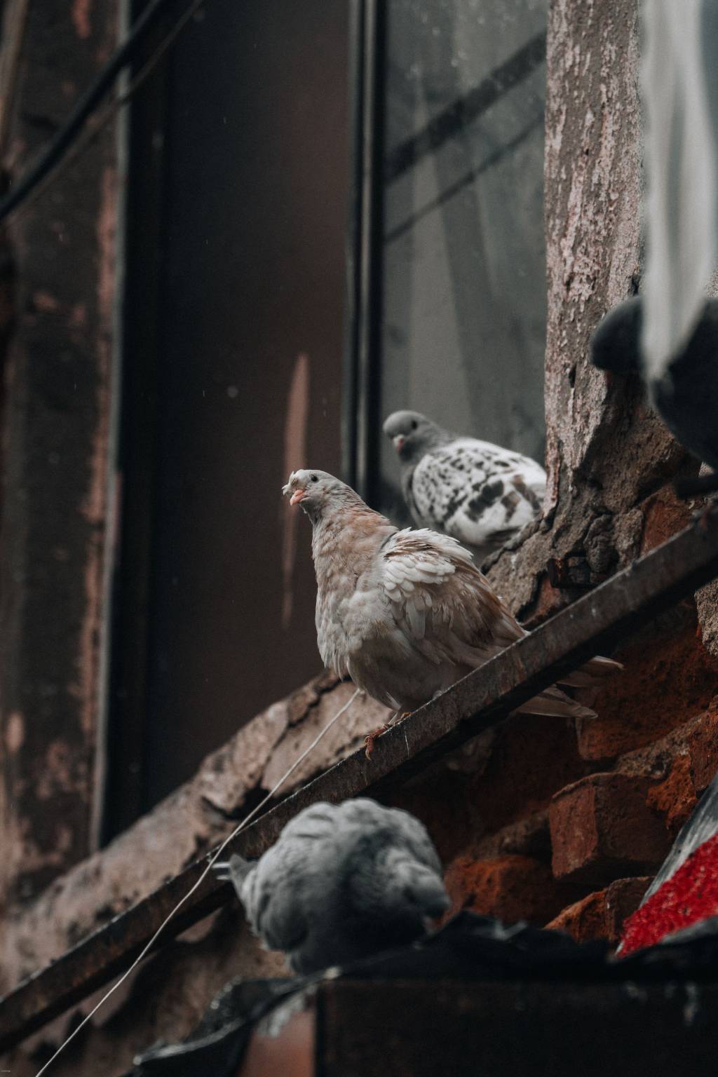 Dépigeonnage paris : comment protéger durablement votre immeuble